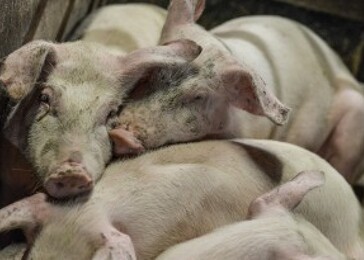 Produkce masa klesá: Německo zabíjí méně zvířat